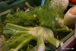 Fenchel-Knolle